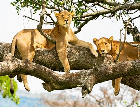 Best 1 day safari to Lake Manyara