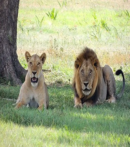 The best 1 day Ngorongoro crater safari from Arusha in 2024 and 2025