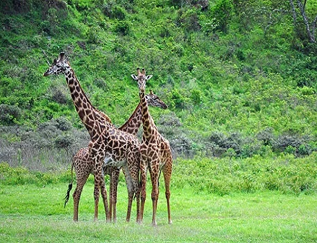 Best 2 days Tanzania safari for Kilimanjaro day hiking and Tarangire