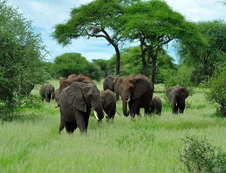 1 day Tarangire national park safari