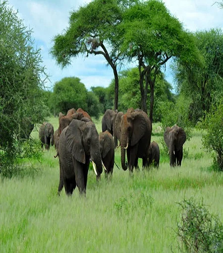 Most popular 1 day Tarangire National Park safari from Arusha in 2024 and 2025